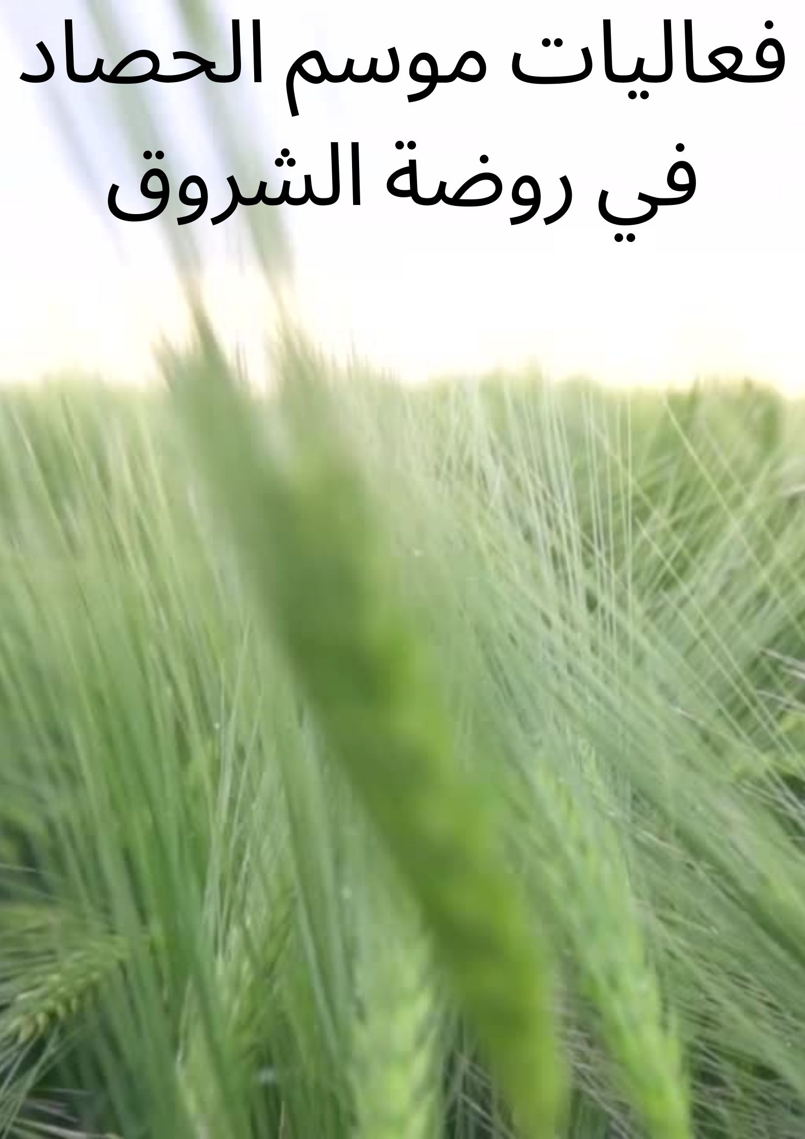 فعاليات نهاية السنه لاطفال روضة الشروق معاوية by maisaa - Illustrated by المربية: ميساء عقل - Ourboox.com