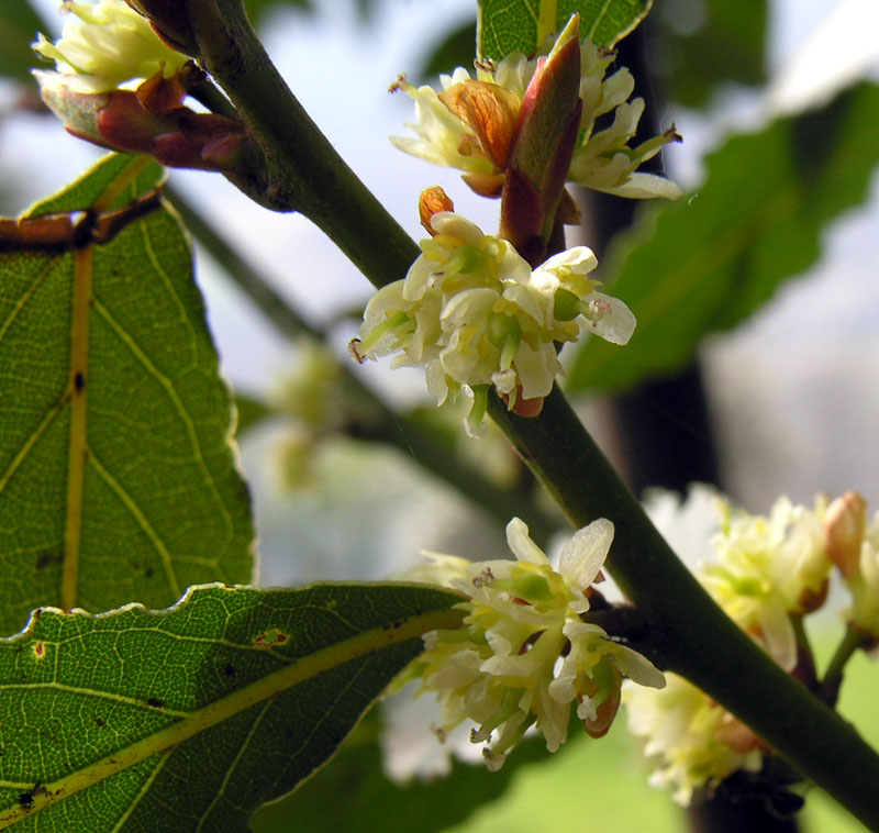 realizzazione di un erbario by ilaria perretti - Ourboox.com