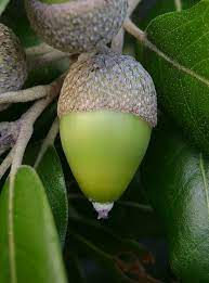 realizzazione di un erbario by diego lanzini - Ourboox.com