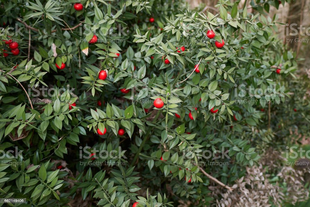 il mio recupero di inglese by nunzio pipolo - Ourboox.com