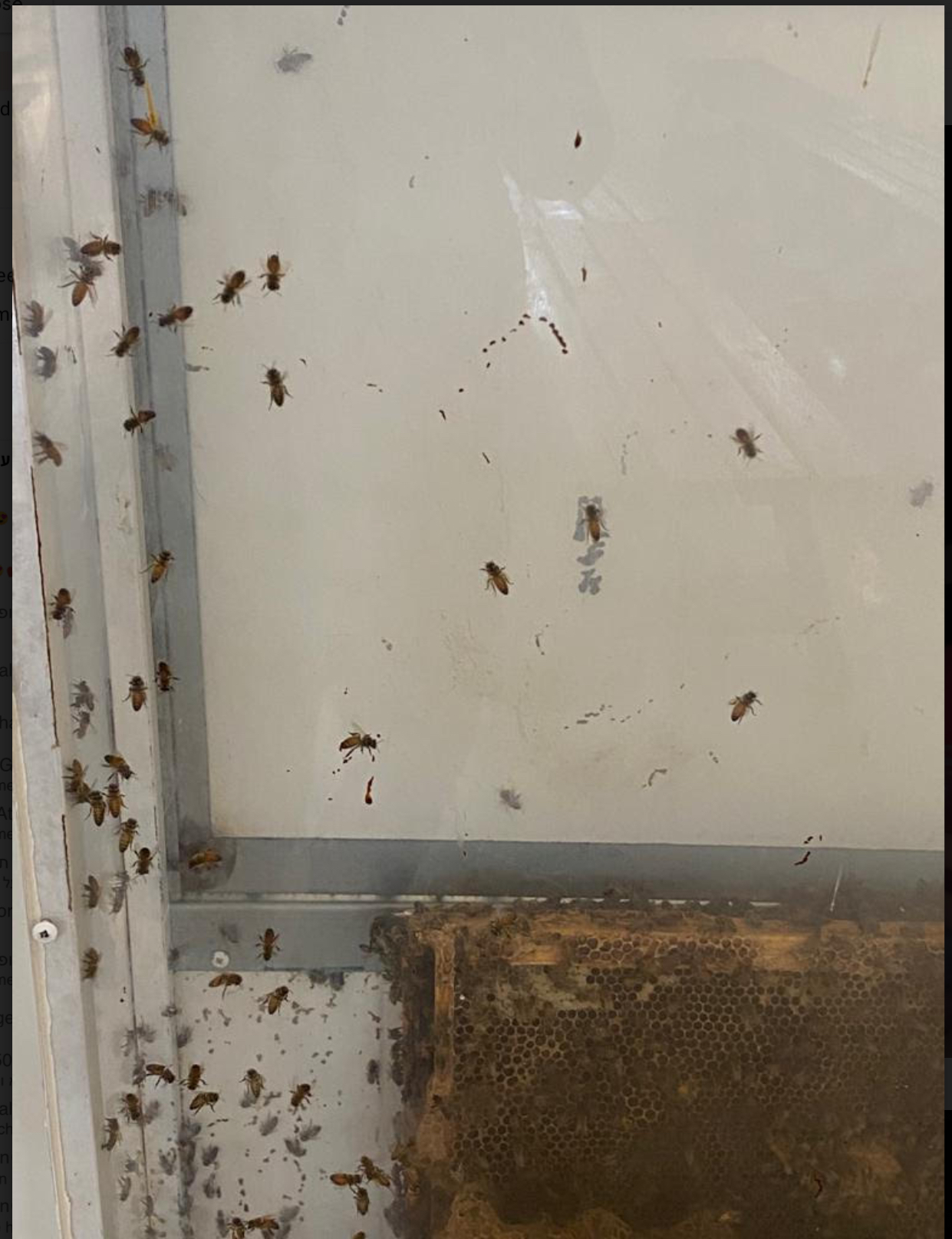 חויות מיקיץ תשפא by liel attali - Ourboox.com