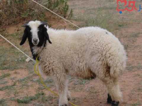 هيا نتعرف على بعض الحروف by amani gater - Ourboox.com