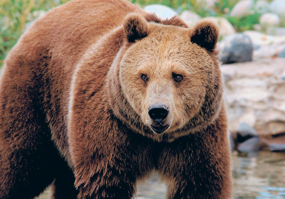 هيا نتعرف على بعض الحروف by amani gater - Ourboox.com