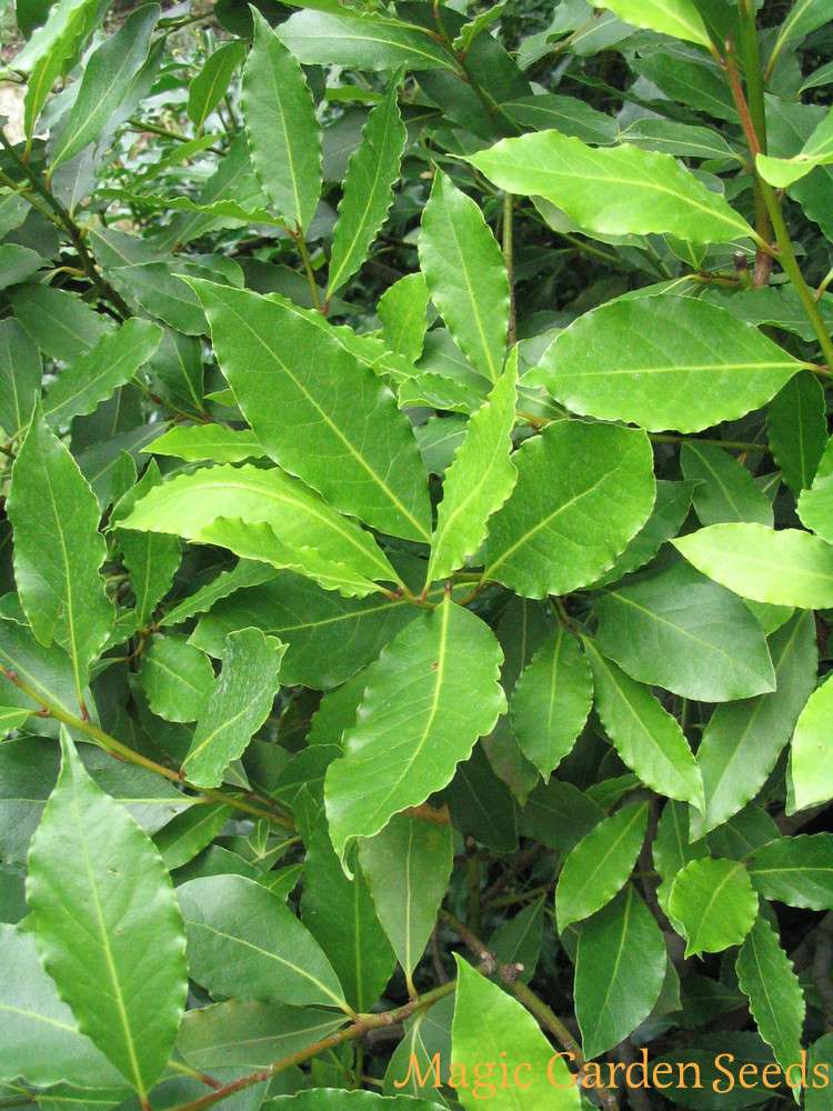 REALIZZAZIONE DI UN ERBARIO by ilaria perretti - Ourboox.com