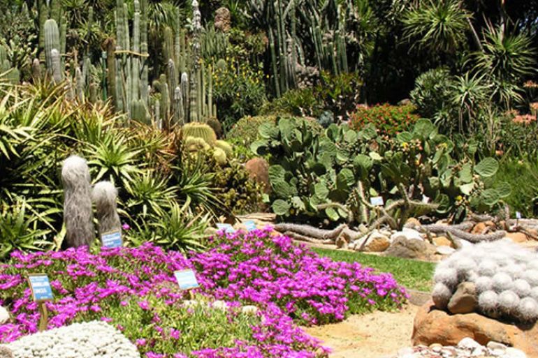 Esplorando le piante by mariano liardo - Ourboox.com