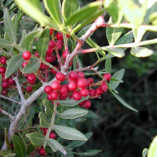 il mio libro vegetale a portici by simone esposito - Ourboox.com