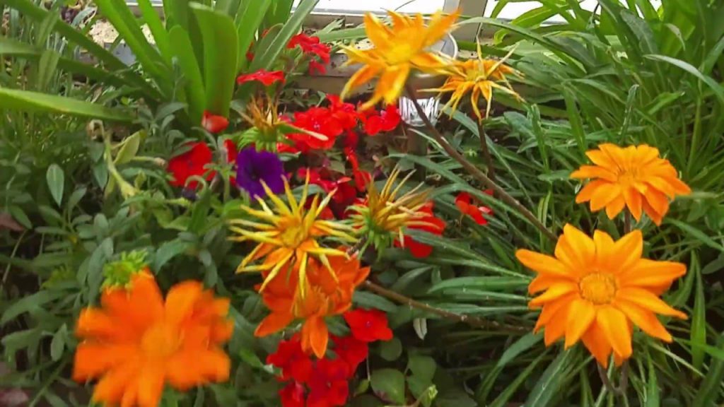 מחזור החיים בטבע