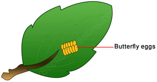 The Life Cycle of Annabella the Butterfly by Emily Girolamo - Ourboox.com