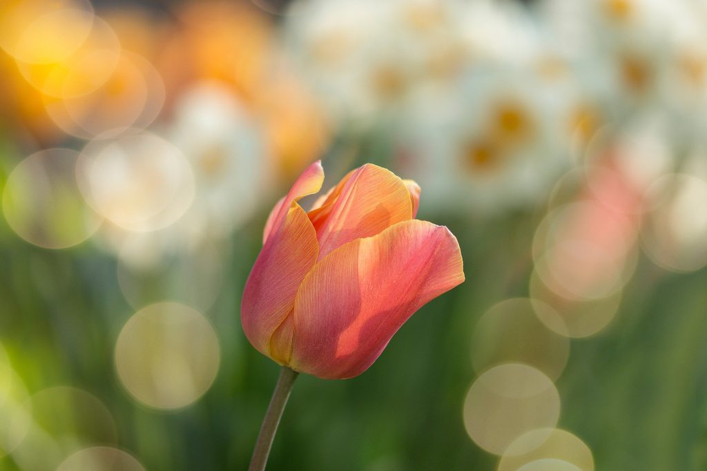 my favorite things by adar yadin - Ourboox.com