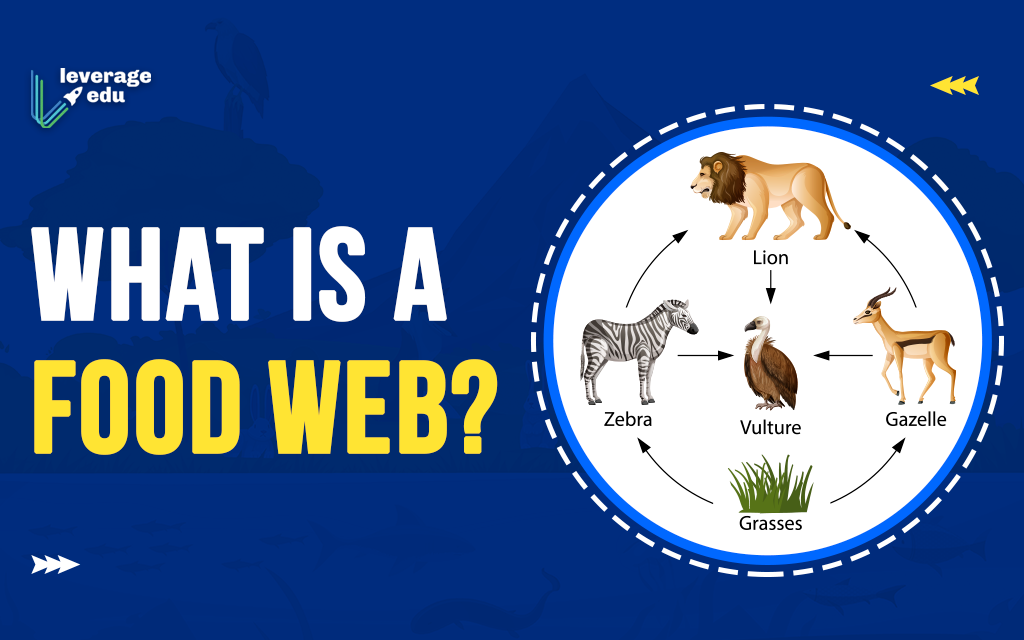 Intro to Food Webs by Noel Urquhart - Illustrated by Noel Urquhart - Ourboox.com