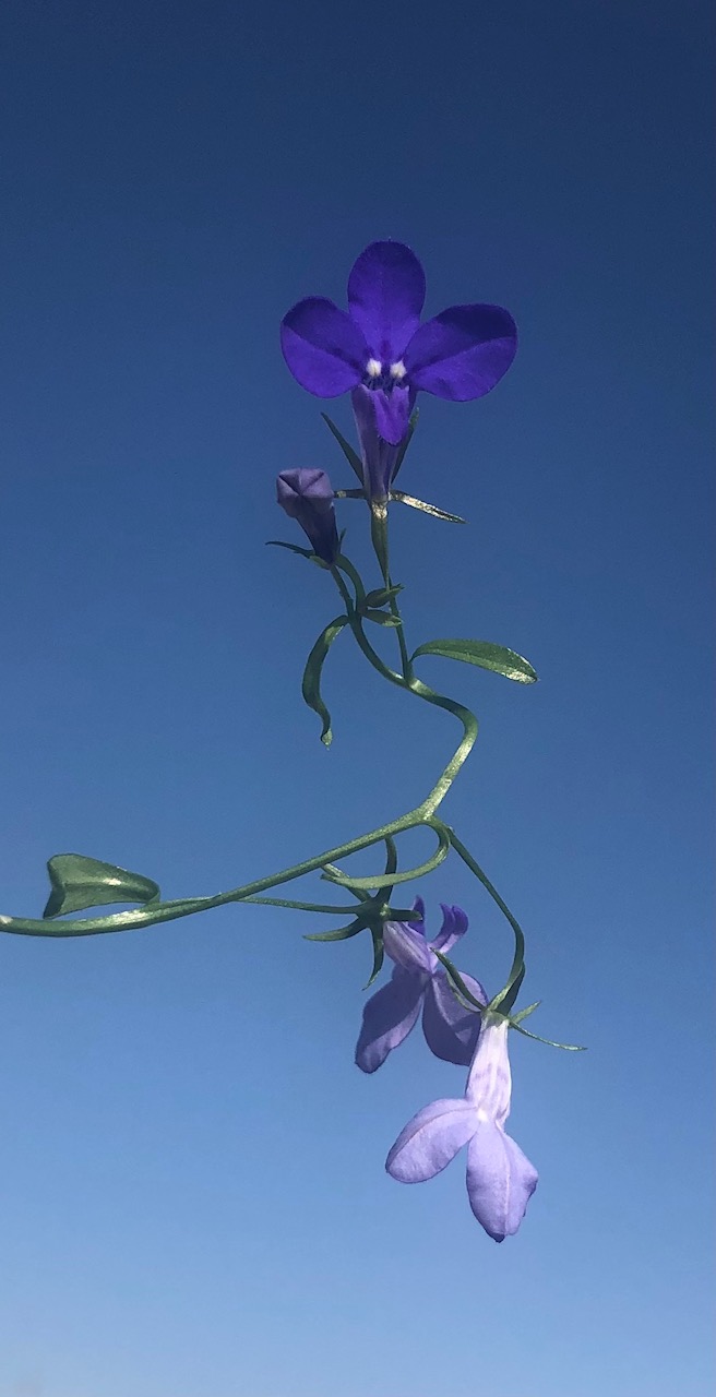 A Blue Day by Stephen Pohlmann - Illustrated by Stephen Pohlmann - Ourboox.com