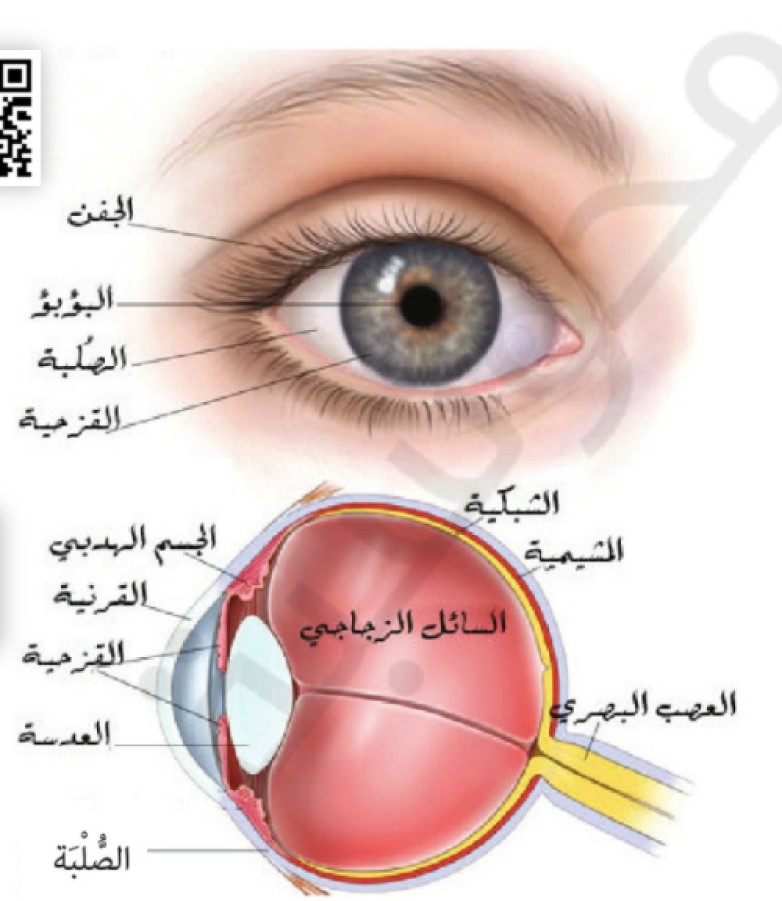 الحواس : البصر والسمع by ADNAN AYYAD - Illustrated by عدنان عياد - Ourboox.com