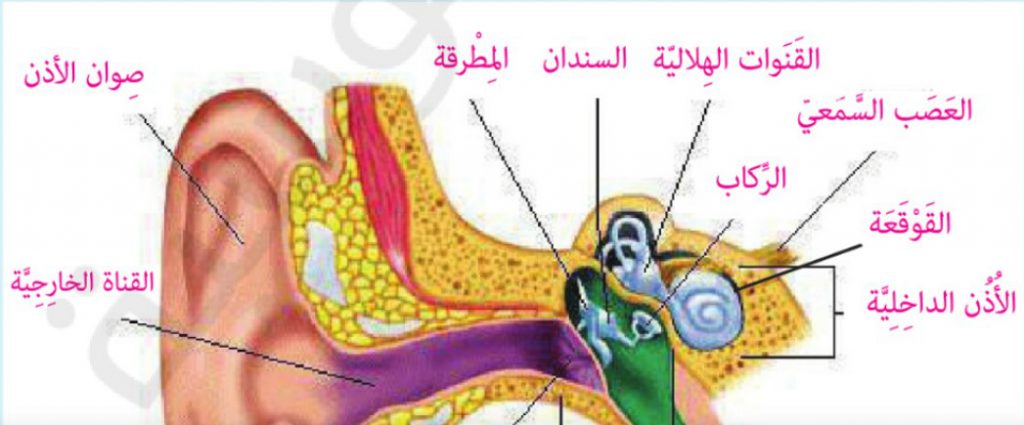 الحواس : البصر والسمع by ADNAN AYYAD - Illustrated by عدنان عياد - Ourboox.com