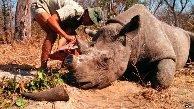 Poaching Human Impact Project by Caleb Klinkenberg - Ourboox.com