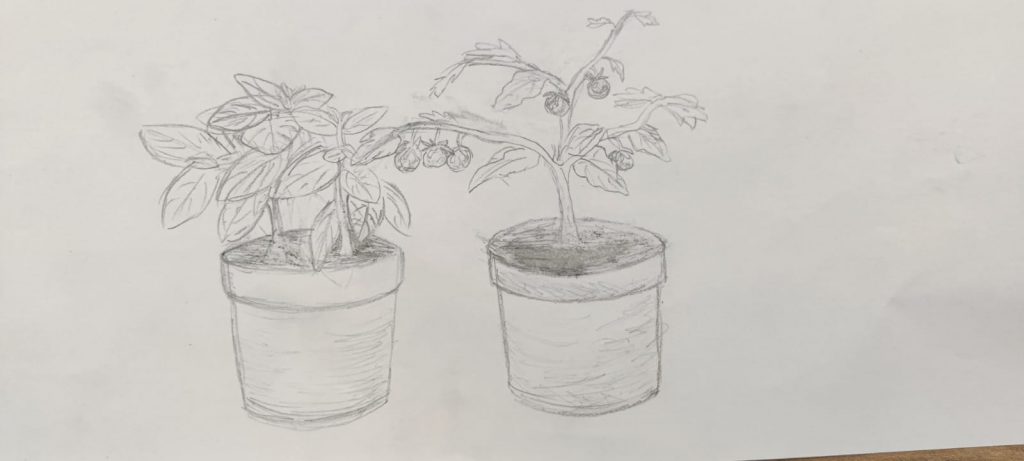 סיפורים לוולקניווישן- סקיצות by Havat Rehovot - Ourboox.com