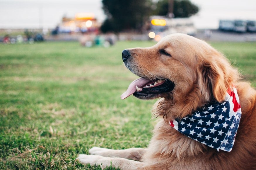 Dog Nutrition