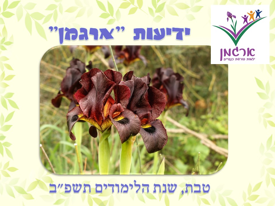 ידיעות “ארגמן”, חודש טבת, תשפ”ב by ביה