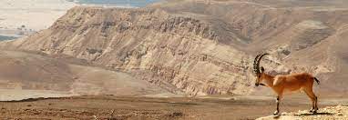 THE NEGEV by amirpinian - Illustrated by Michalo and amir  - Ourboox.com