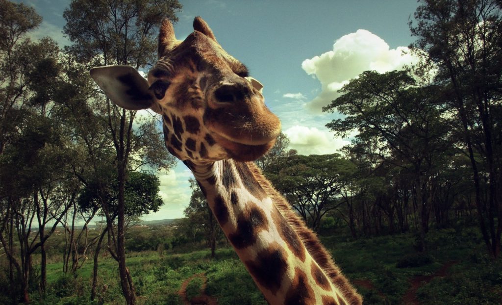 Animals in Ukraine by Myroslava Adozhyna - Ourboox.com