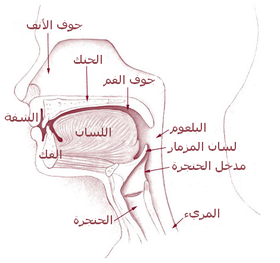 الجهاز الهضمي by nur amasha - Ourboox.com