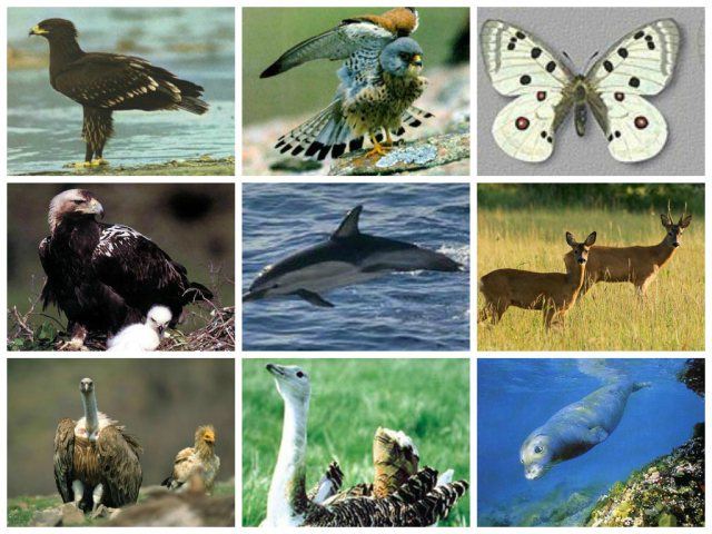 Защитени животни в България by Sashka Petrova - Ourboox.com