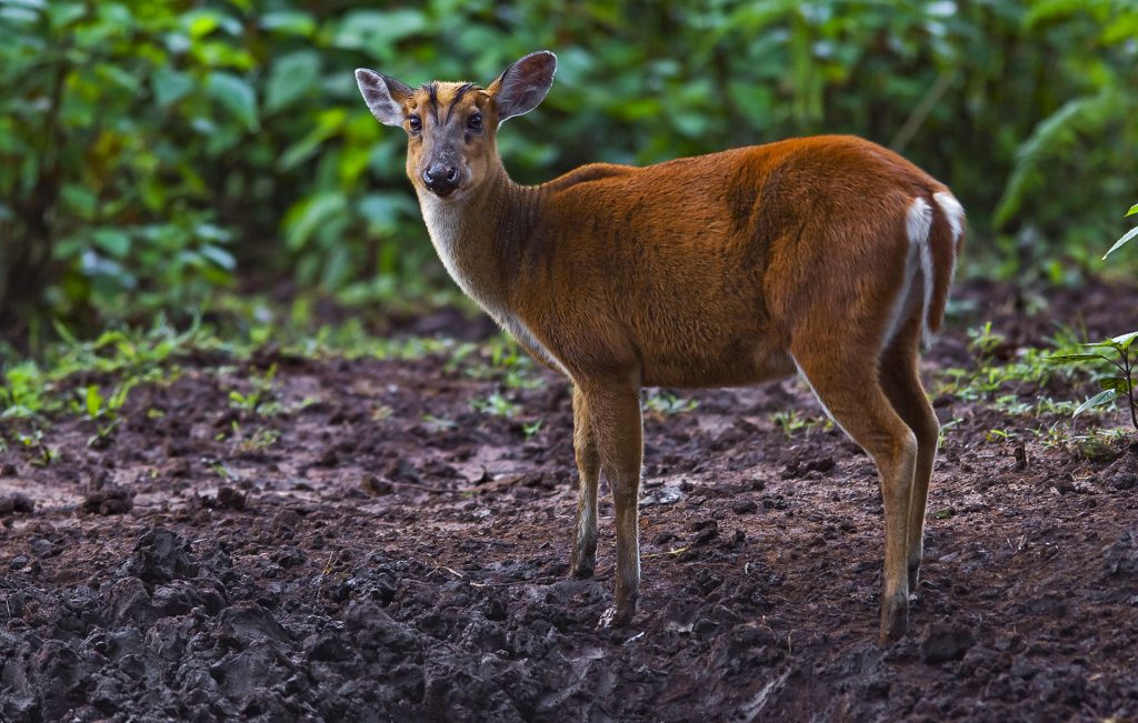 My school by saleema Asli - Ourboox.com