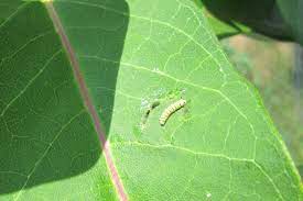 Martha’s Miraculous Journey to becoming a Butterfly by Arianna Benedetto - Ourboox.com