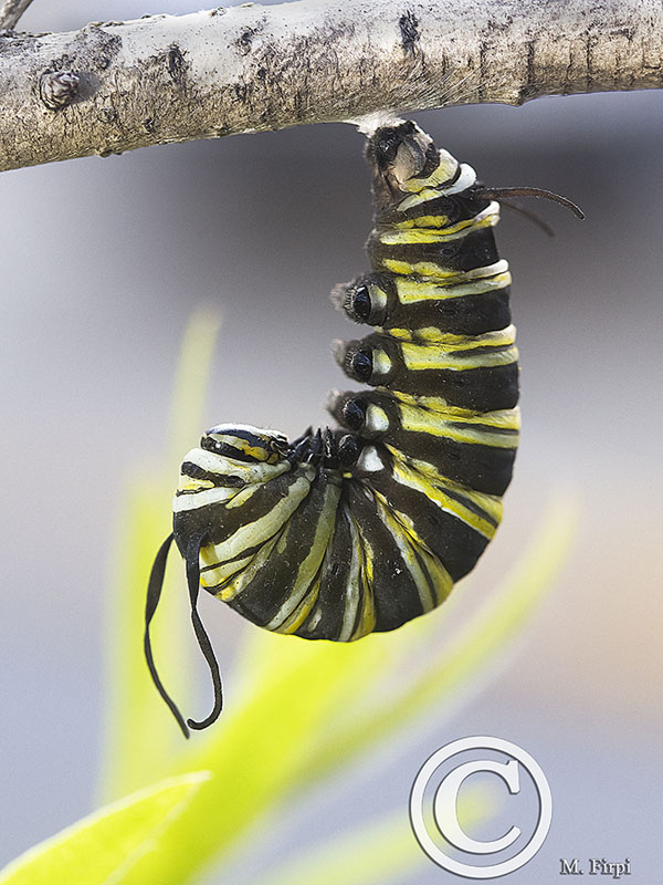 Martha’s Miraculous Journey to becoming a Butterfly by Arianna Benedetto - Ourboox.com