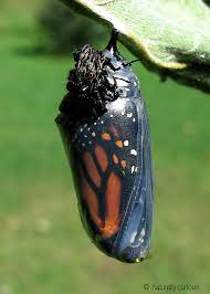 Martha’s Miraculous Journey to becoming a Butterfly by Arianna Benedetto - Ourboox.com