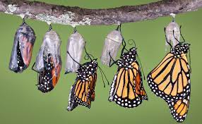 Martha’s Miraculous Journey to becoming a Butterfly by Arianna Benedetto - Ourboox.com