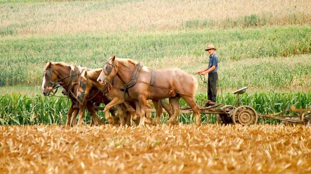 The Amish by hila koifmann - Illustrated by hila koifman and lipaz pinchas. - Ourboox.com