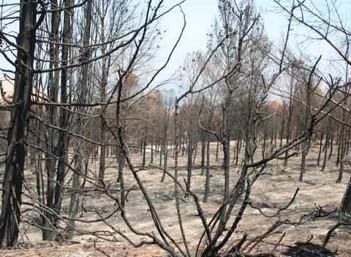 מצמיחים יערות by merav buskila - Ourboox.com