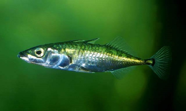 Защитени животни в България by Sashka Petrova - Ourboox.com