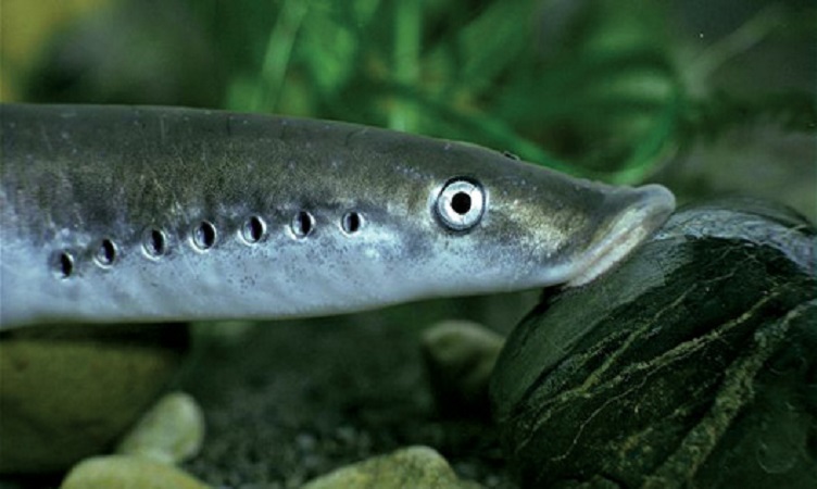 Защитени животни в България by Sashka Petrova - Ourboox.com