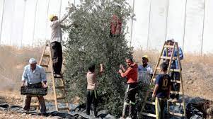 עונת הזיתיים by zina - Ourboox.com