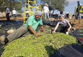 עונת הזיתיים by zina - Ourboox.com