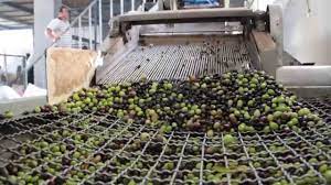 עונת הזיתיים by zina - Ourboox.com