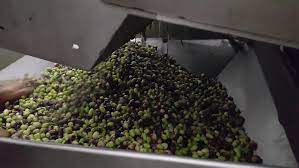 עונת הזיתיים by zina - Ourboox.com