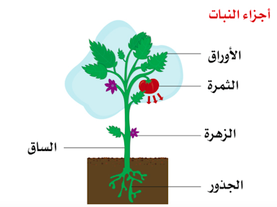 النباتات by Amal - Illustrated by أمل نمر - Ourboox.com