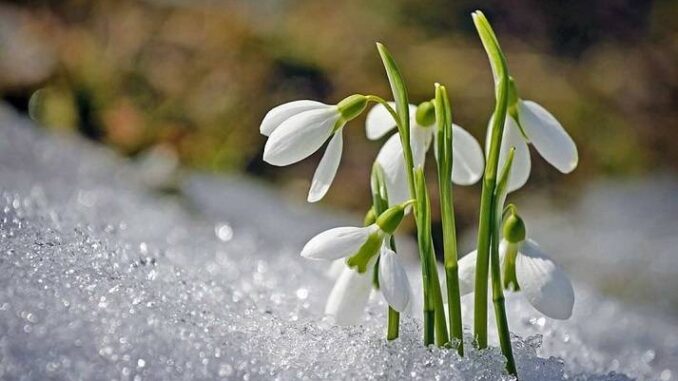 ВЕСНЯНОЧКА (від групи 1ПДЛ) by Лариса  - Ourboox.com