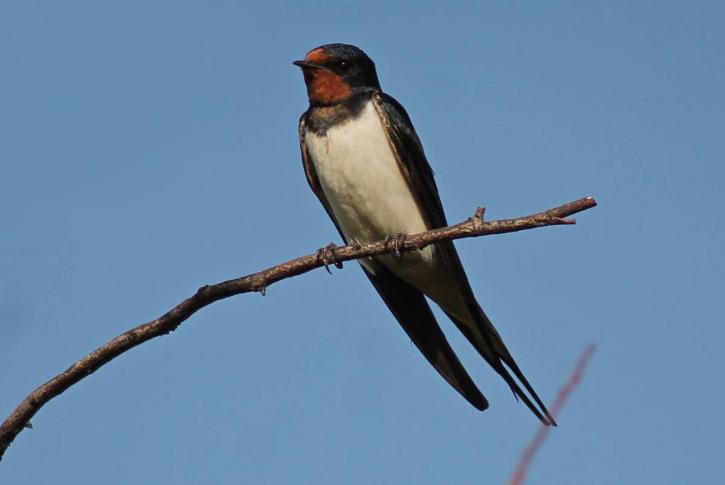 ВЕСНЯНОЧКА (від групи 1ПДЛ) by Лариса  - Ourboox.com