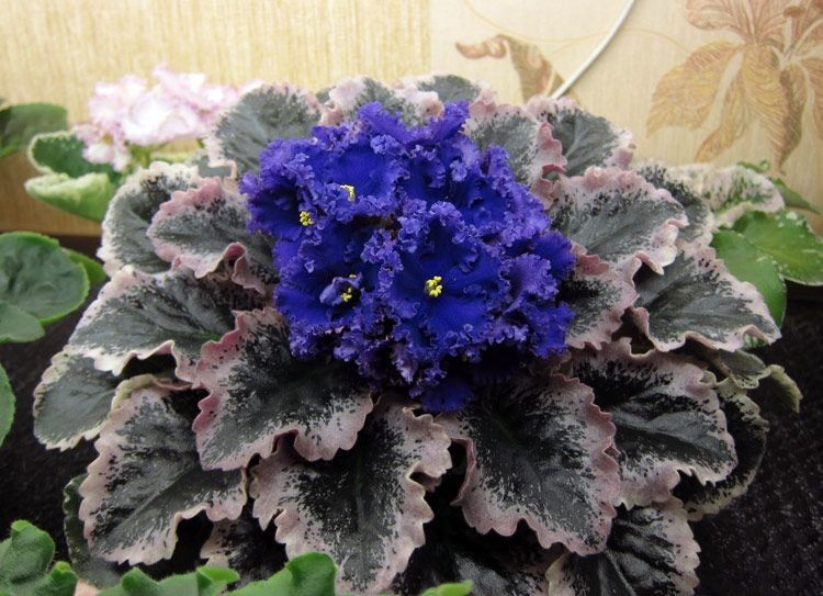 ВЕСНЯНОЧКА (від групи 1ОДП) by Лариса  - Ourboox.com