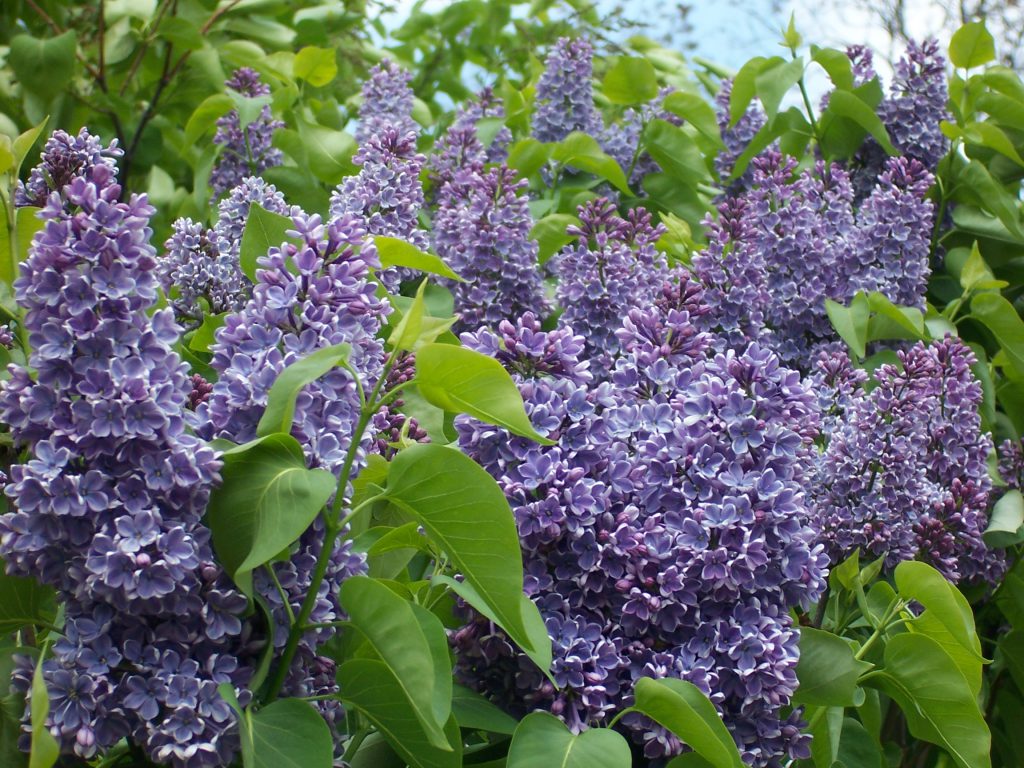 ВЕСНЯНОЧКА (від групи 1ОДП) by Лариса  - Ourboox.com