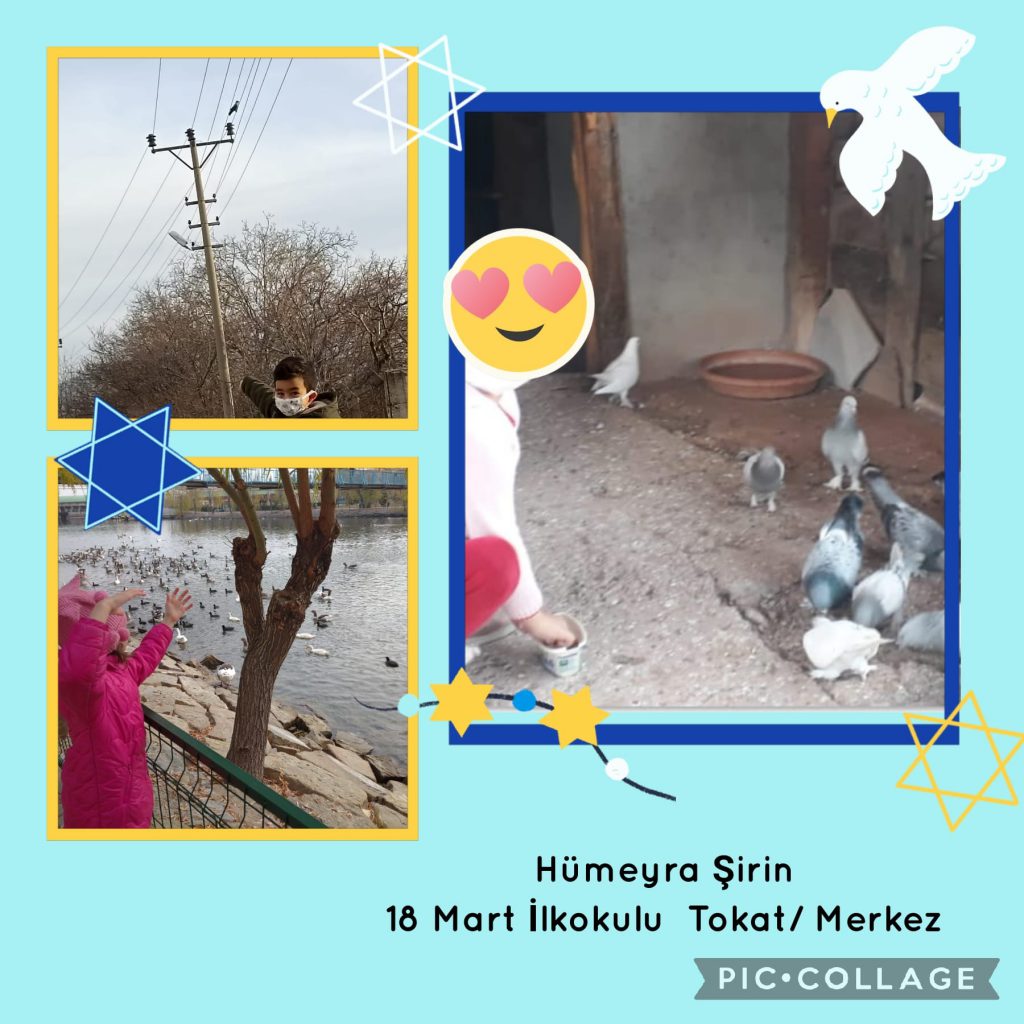 DOĞA SEVGİMİZ(KUŞ DOSTLARIMIZ) by Nagihan Çalğan - Illustrated by Biz doğayı seviyoruz. Doğadaki herşeyi sevdiğimiz gibi... Kuşlar gibi uçamasakta hayallerimiz kuşların kanadında uçuyor özgürce...İşte bizim doğa sevgimiz.. İşte bizim kuş sevgimiz...We love nature. Just like we love everything in nature... Even though we can