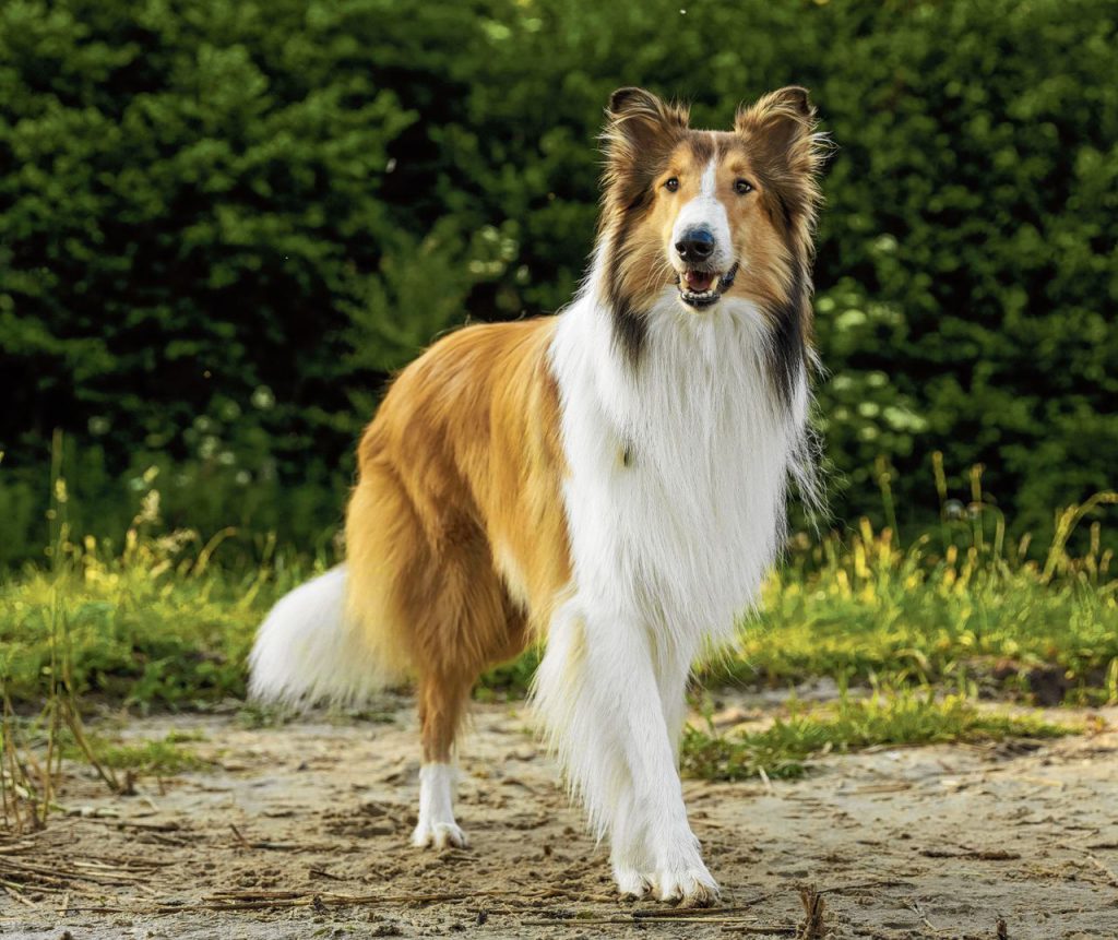 lassie by naomi gefen - Ourboox.com