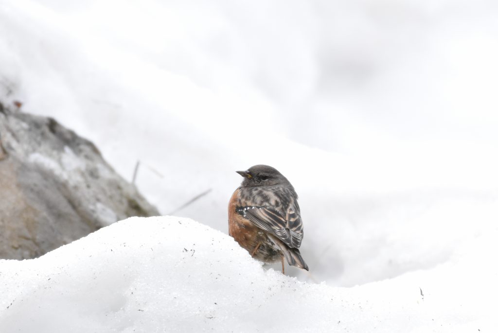 Himalayan Trek by Nikhil Agrawal - Ourboox.com