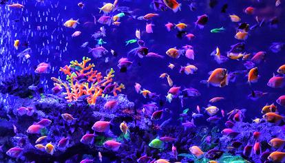 I PESCI by Gemma Pasqinuzzi - Illustrated by Gemma e Giulio - Ourboox.com