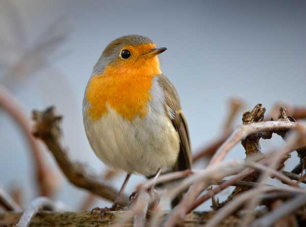 Gli uccelli by Pietro Perrone - Illustrated by Carlotta B. e Pietro P. - Ourboox.com