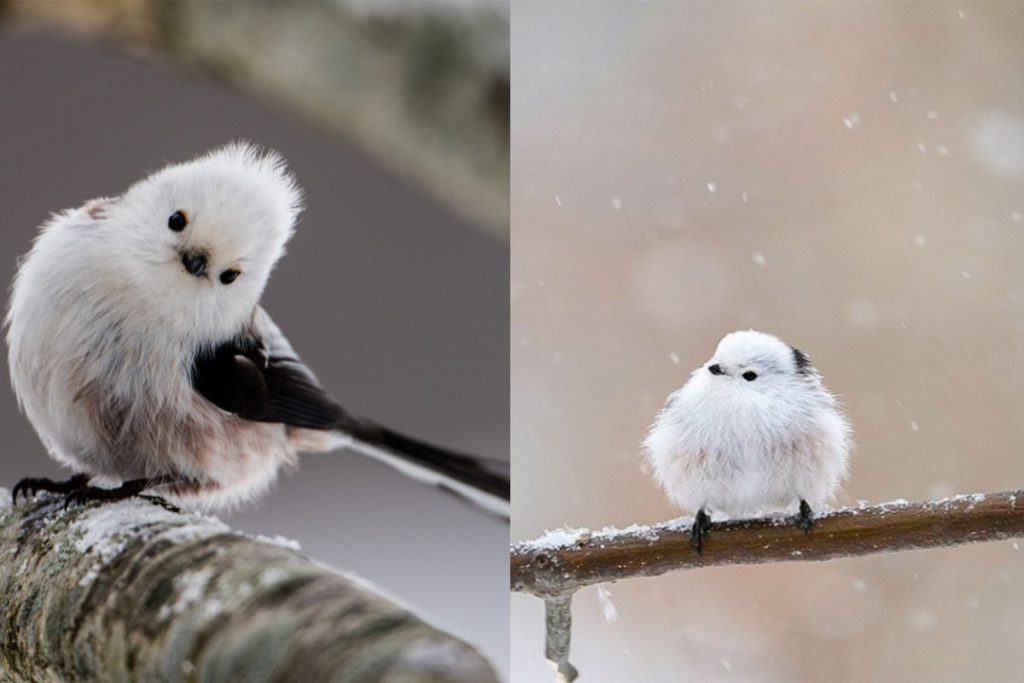 Gli uccelli by Mattia Ceccobao - Illustrated by Mattia e Ahmed - Ourboox.com