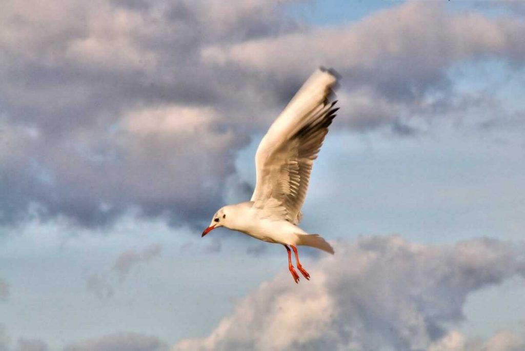 Gli uccelli by Pietro Perrone - Illustrated by Carlotta B. e Pietro P. - Ourboox.com